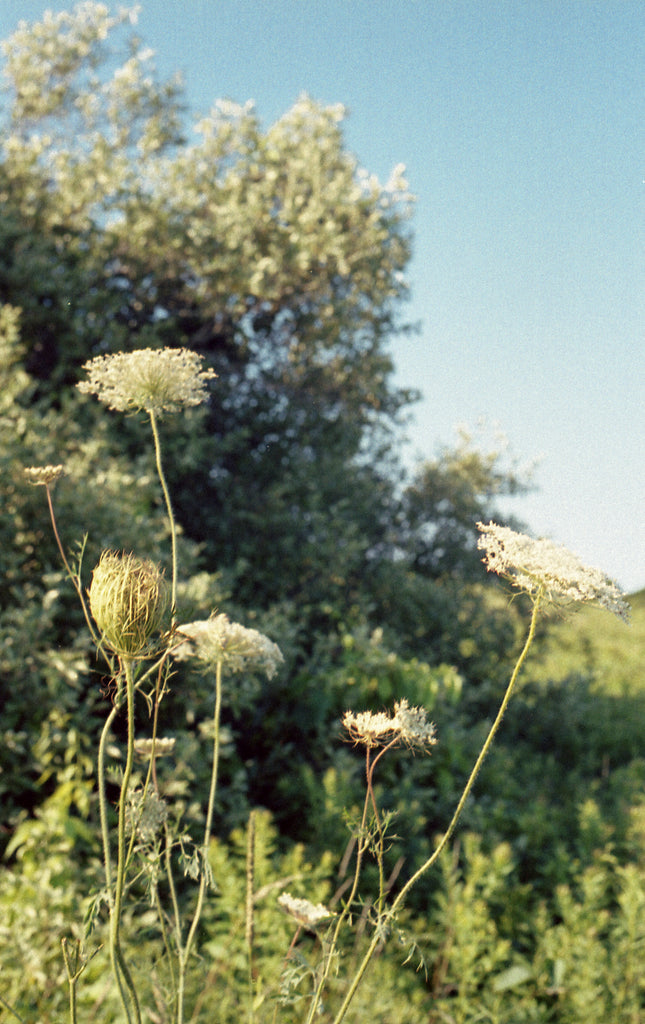 The Fragrance